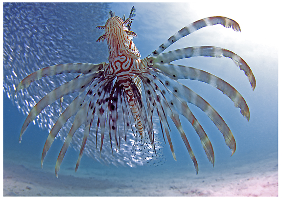  - alextattersall_lionfish3_egypt