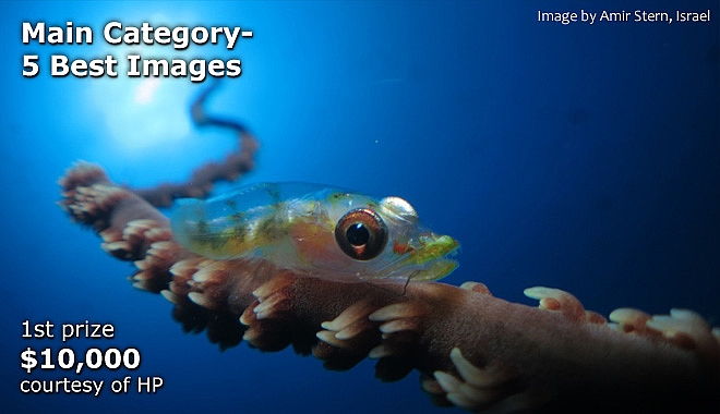 Main Category –  5 Best Images