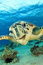 Image: Carey Richard, UK
HPRed Sea 2012- Best 5 Images Category