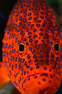Image: Cohen Oren, Israel
HP Red Sea 2012 - Best 5 Images
