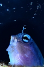 Image: Esteban Tore Spain
Eilat Red Sea 2012 - Best Singular image Category