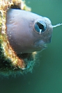 Image: Erel Shay, Israel
HP Red Sea 2012 - Amateurs Category