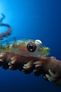Image: Amir Stern Israel
HP Red Sea 2012 - 5 Best Images Category