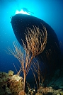 1st Prize - Yoav Lavi, Israel
Eilat Red Sea 2014 - Wide Angle